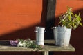 Romantic idyllic plant table in the garden with old retro flower pot pots, tools and plants Royalty Free Stock Photo