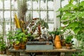 Romantic idyllic plant table in the green house with old retro terracotta flower pots