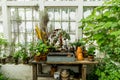 Romantic idyllic plant table in the green house with old retro terracotta flower pots