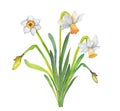 Romantic illustration of a watercolor bouquet of white daffodils.