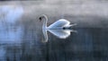 Swan on the lake with morning fog