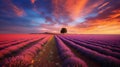 Romantic Lavender Fields At Sunrise: Award-winning Landscape Photography