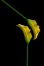 Romantic, leafless classic yellow calla lilies Royalty Free Stock Photo