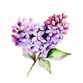 Lilac Dreams: Beautiful Watercolor Stock Photo for Your Creative Ai Generate