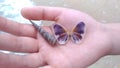 Romantic Love With Butterfly Shells 