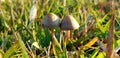 Romantic Loving Mushroom couples kissing