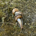 romantic mating snails on the ground reproduction animal