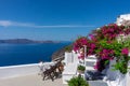 Romantic mediterraen vacation rooftop over the sea in Santorini with bougainvillea flower Royalty Free Stock Photo