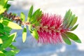 Romantic mediterranean spring flower, close-up image