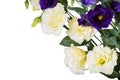 Romantic mockup. Bunch eustoma flowers isolated on white background. Space for your text