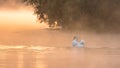 A lone swan swims towards the rising sun on a foggy morning on a lake Royalty Free Stock Photo