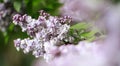 Romantic morning on Syringa Vulgaris lilac flowers with blurry forefront