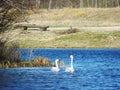 Romantic mute swans in the baltic sea Royalty Free Stock Photo