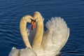 Romantic Mute white swans