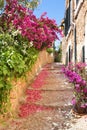 Romantic narrow street with blooming bougainvillea flowers