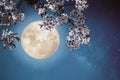 Beautiful cherry blossom sakura flowers in night skies with full moon.