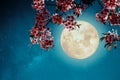 Romantic night scene - Beautiful cherry blossom sakura flowers in night skies with full moon. Royalty Free Stock Photo