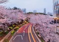 Romantic night scenery of illuminated cherry blossom trees Sakura namiki in Tokyo Midtown, Roppongi, with traffic trails on th Royalty Free Stock Photo