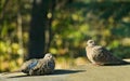 Romantic pair of American mourning doves zenaida macroura or rain dove resting in sunlight