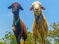 a romantic pair of goats in the meadow at noon in the city of Lamongan Royalty Free Stock Photo