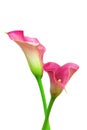 Romantic pair of pink calla lilies against white background Royalty Free Stock Photo