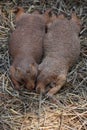 Romantic Pair of Prairie Dogs Snuggled Together Royalty Free Stock Photo