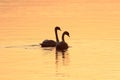 Romantic pair of swans