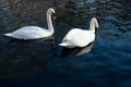 romantic pair of white swans float on blue water of lake Royalty Free Stock Photo