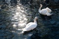 romantic pair of white swans float on blue water of lake Royalty Free Stock Photo