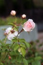 Romantic Pale Pink Half-Opened Garden Roses in a Closeup Color Imagea Royalty Free Stock Photo