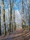 Romantic park in the winter Royalty Free Stock Photo