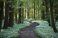 Romantic path in ramson in blossom backlighted by the sun.