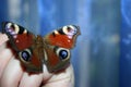 Romantic peacock butterflay with blue blurred backround Royalty Free Stock Photo