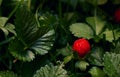 Romantic photo of decorative strawberry in a garden with blurred background