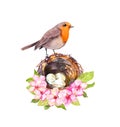 Romantic picture with cute robin bird in nest with eggs in spring flowers. Cherry blossom, sakura, pink apple blooming