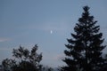 A romantic picture with dark trees and a white Moon before sunset