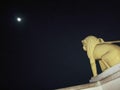 Romantic picture of a statue lion facing towards the moon. Royalty Free Stock Photo