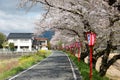 Romantic pink cherry tree Sakura blossoms and Japanese style lamp posts along a country road blurred background effect