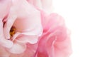 Romantic pink eustoma background