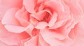 Romantic pink rose peony petals background wallpaper