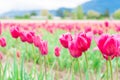 Pink tulips flowering and opening up, on a flower farm field. Selective focus on some tulips, and blurry depth of field