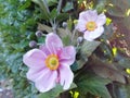 Romantic pink wind flowers Japanese anenome