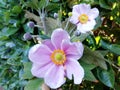 Romantic pink wind flowers Japanese anenome
