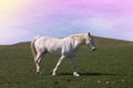 Romantic portrait of beautiful white horse at sunset Royalty Free Stock Photo