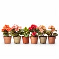 Romantic Potted Plants: A Row Of Begonia In Pots On A White Background Royalty Free Stock Photo