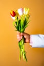 Romantic present. Hand with flower. Tulips for woman. Spring flowers. Date. Royalty Free Stock Photo