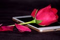 Romantic proposal, Red rose put on mobile