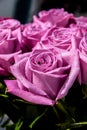 Romantic purple rose with drops of water. Purple rose with water drops. Royalty Free Stock Photo