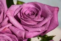 Romantic purple rose with drops of water. Purple rose with water drops.