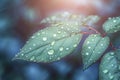 Romantic raindrops Rose leaves with raindrops, solar rays closeup Royalty Free Stock Photo